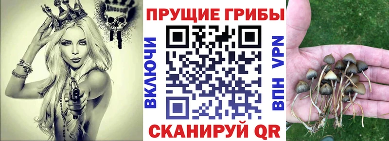 Галлюциногенные грибы Cubensis  наркота  Железногорск 